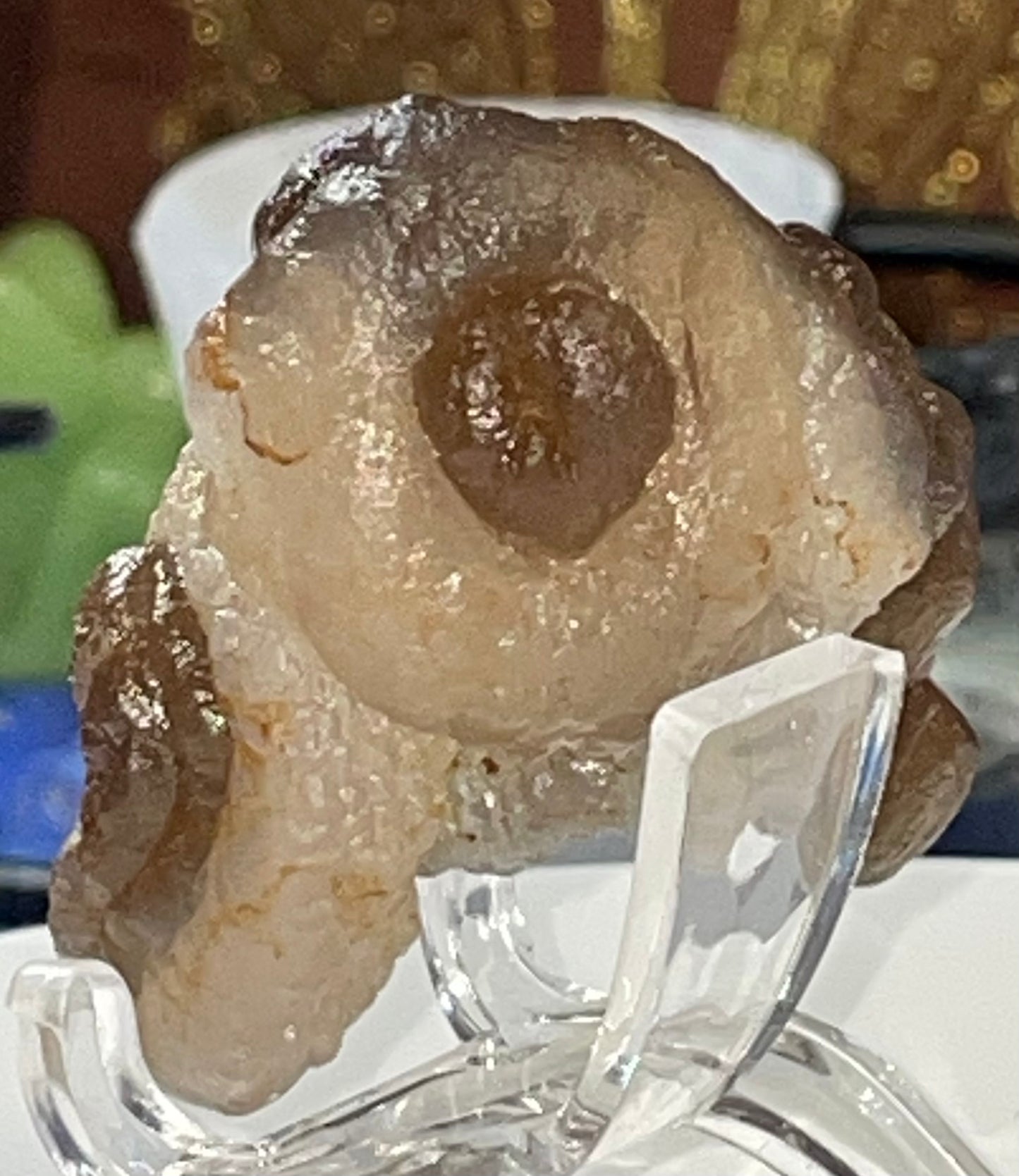 Moroccan Truffle Chalcedony "Witch's Wart" Unique Crystal ~1~